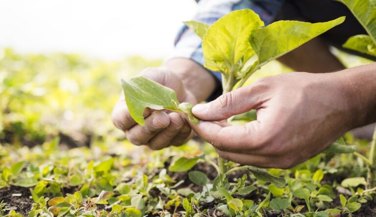 Promoting Sustainable Agriculture for a Prosperous Future
