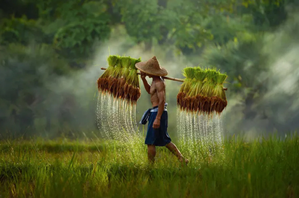 Farmer Welfare