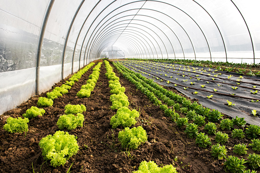 Agricultural Organic Farming